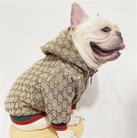 Gucci dog sweater .